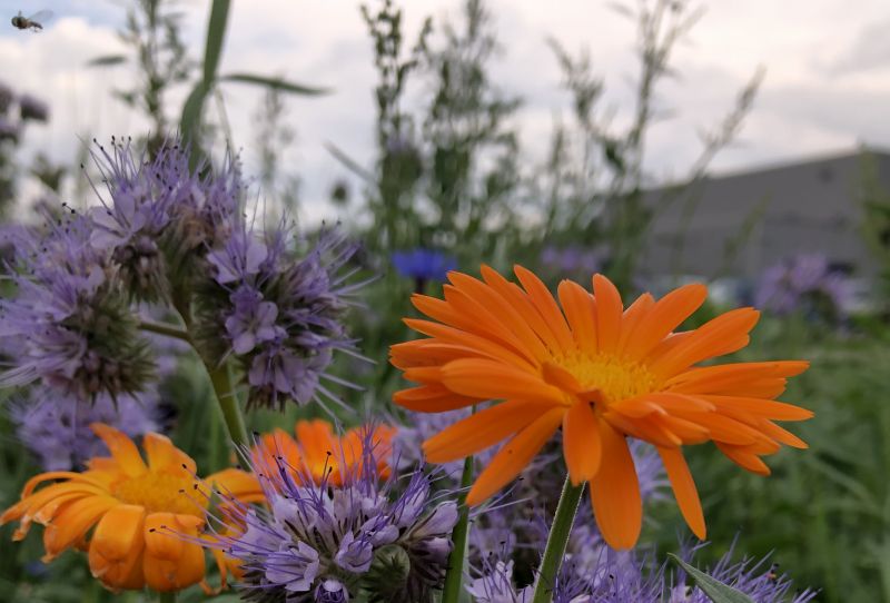 Bloem en bij